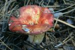 PICTURES/Woods Canyon Lake/t_Red Shroom4.JPG